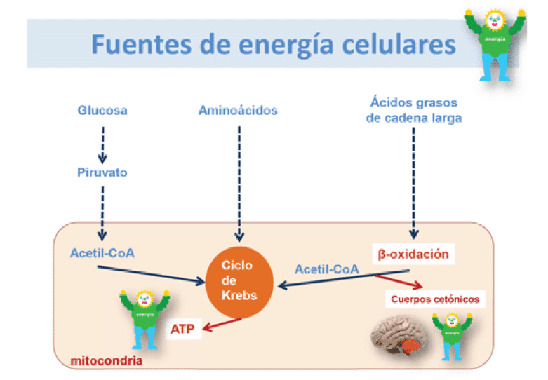 Concepto o definicion de ayuno