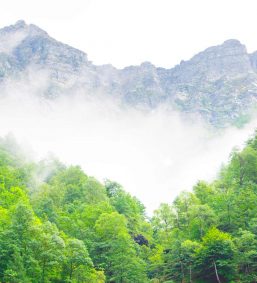 MiAyuno-bosque-silvoterapia MiAyuno-bosque-silvoterapia