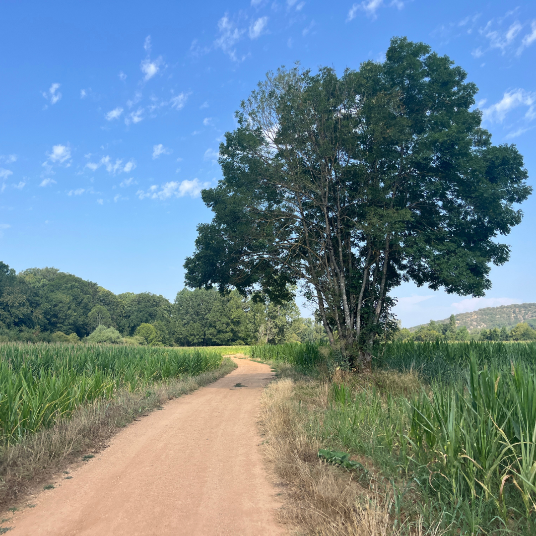 MiAyuno-Camino árbol MiAyuno Camino arbol